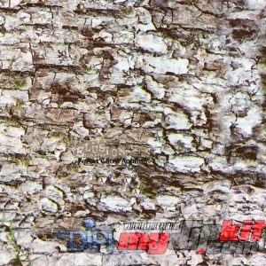 white tree bark