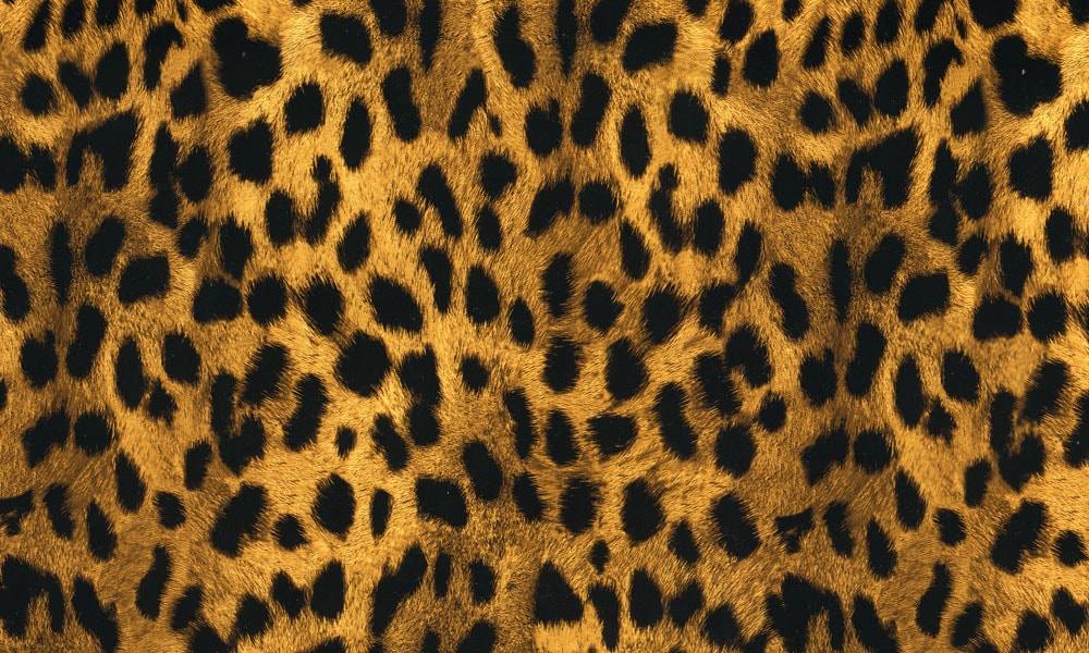 Cheetah Print - My Dip Kit